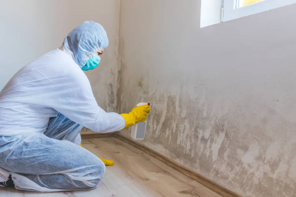 Licensed Black Mold Removal service in Edenton, NC - WQB Mold Removal