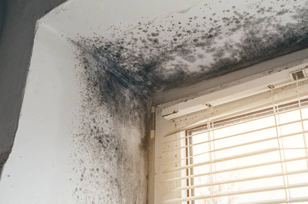 Affordable Black Mold Removal solutions in Edenton, NC