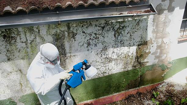 Top rated local Black Mold Removal specialists in Edenton, NC